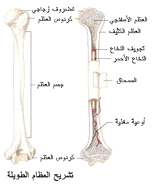 bone-long