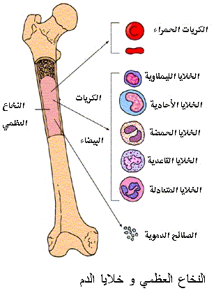 النخاع العظمي و خلايا الدم