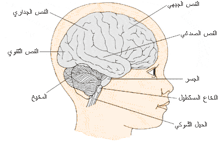 أجزاء الدماغ
